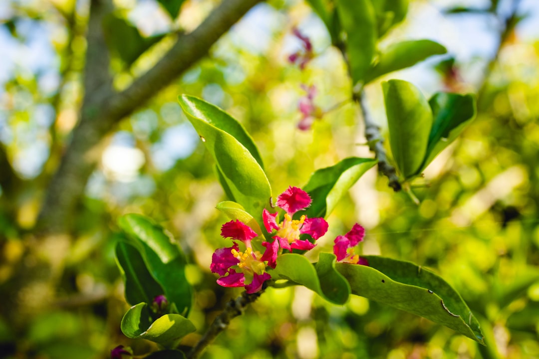 descubra tudo sobre a acerola: seus benefícios, propriedades nutricionais, usos na alimentação e dicas para aproveitar essa fruta rica em vitamina c no seu dia a dia.