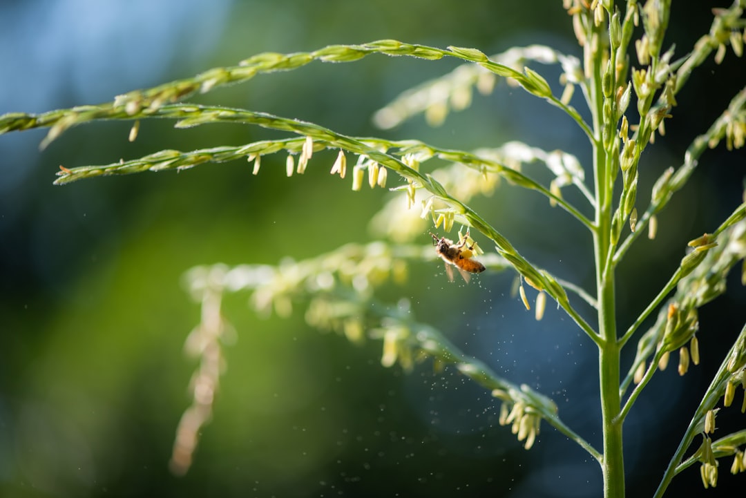 o pólen de abelha é um superalimento natural, rico em proteínas, vitaminas e minerais. descubra os benefícios do consumo de pólen de abelha para a saúde e bem-estar no seu dia a dia.